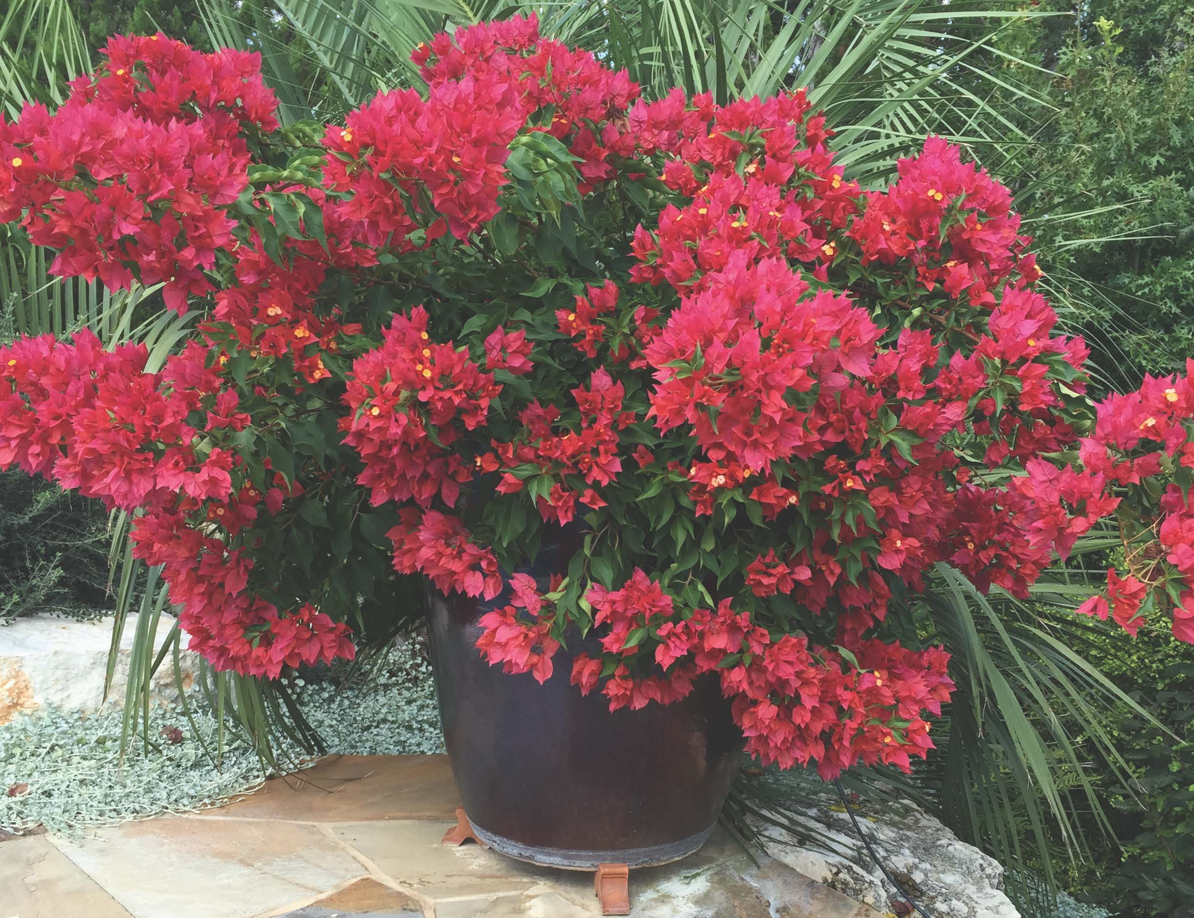 The 6 D’s of Container Gardening Success Urban Programs Travis County