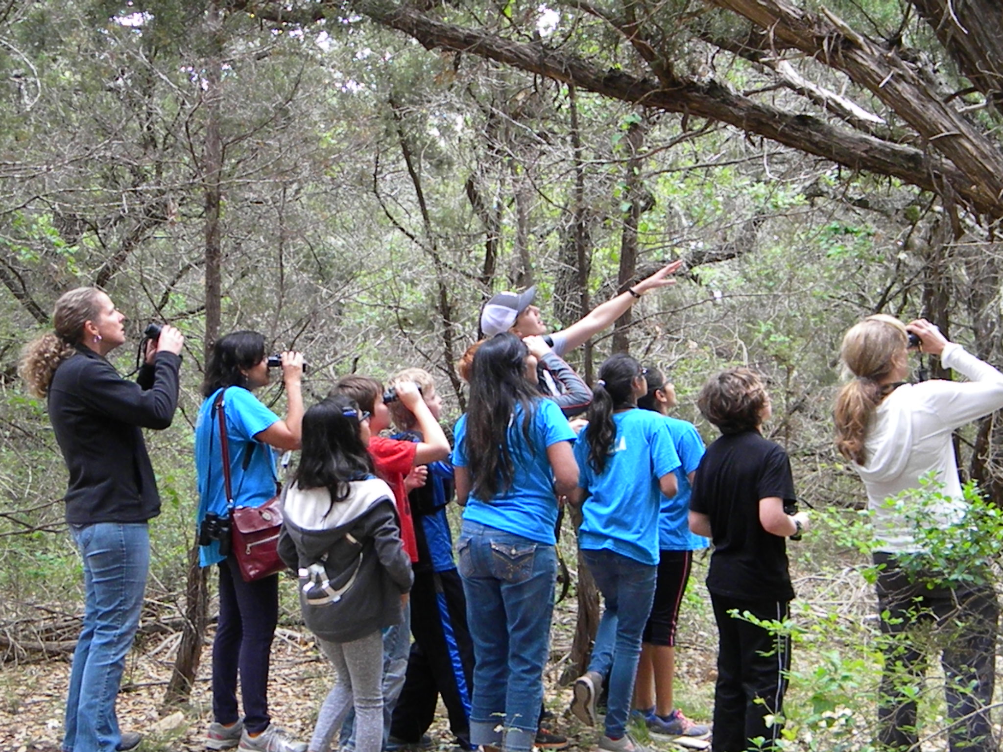 Young Birders Club and Goldencheeked Warblers Travis Audubon