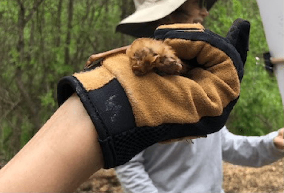 Austin Bat Refuge Visits Blair Woods After School Program Travis Audubon