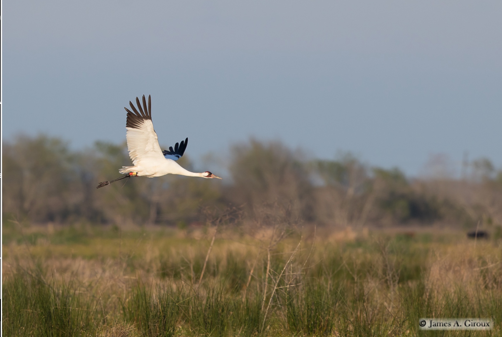 First Sightings of Whooping Cranes in Texas Travis Audubon