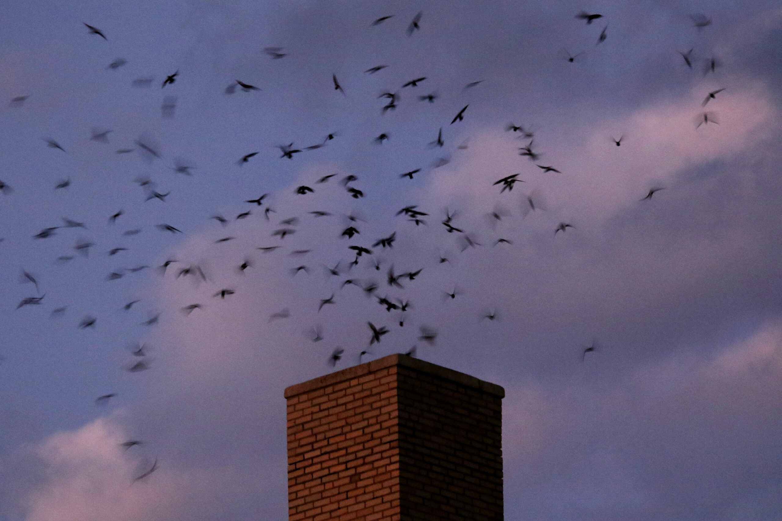 Bird of the Week Chimney Swift Travis Audubon