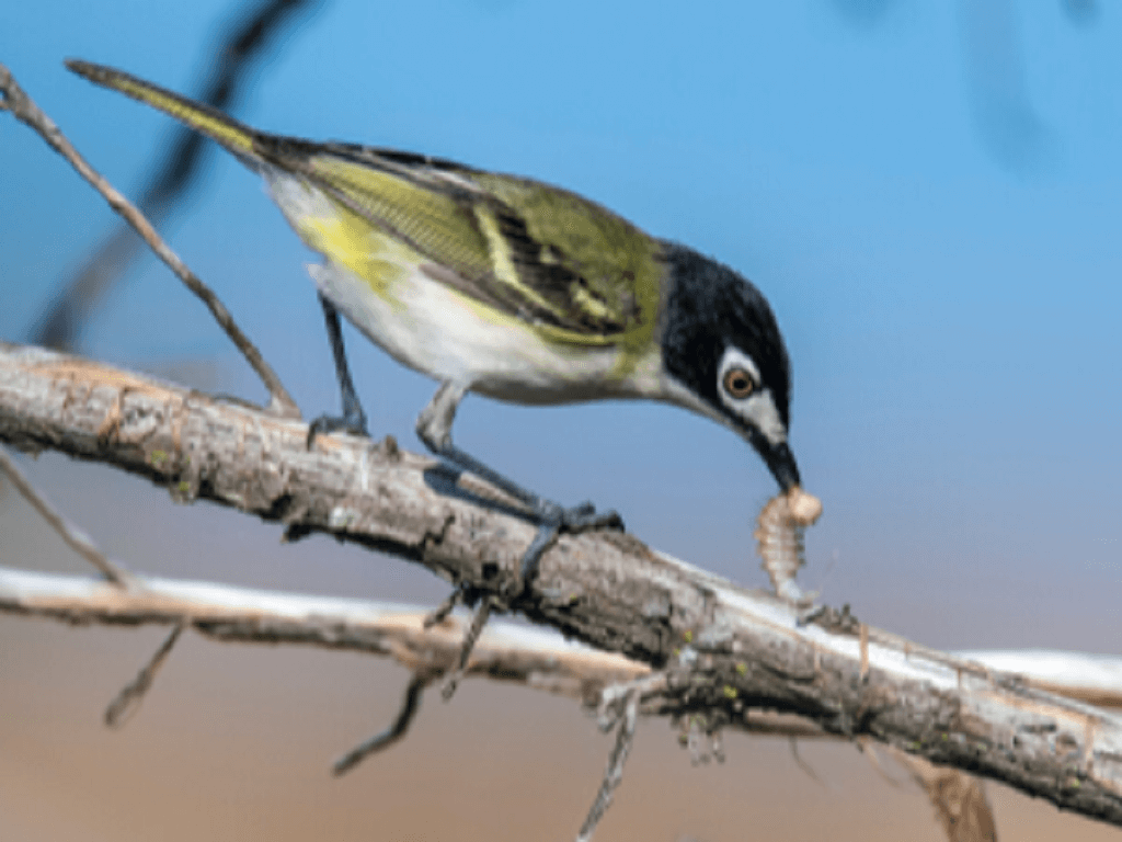 Identifying Central Texas Birds in Your Travisso Backyard Travisso