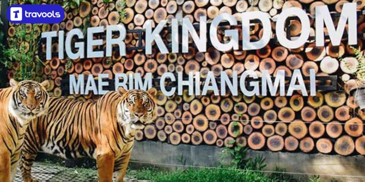 Tiger Kingdom Travools