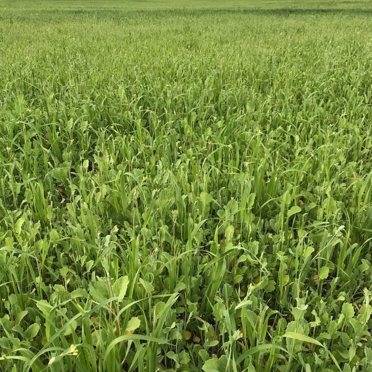 Cover Crops Trawin Seeds