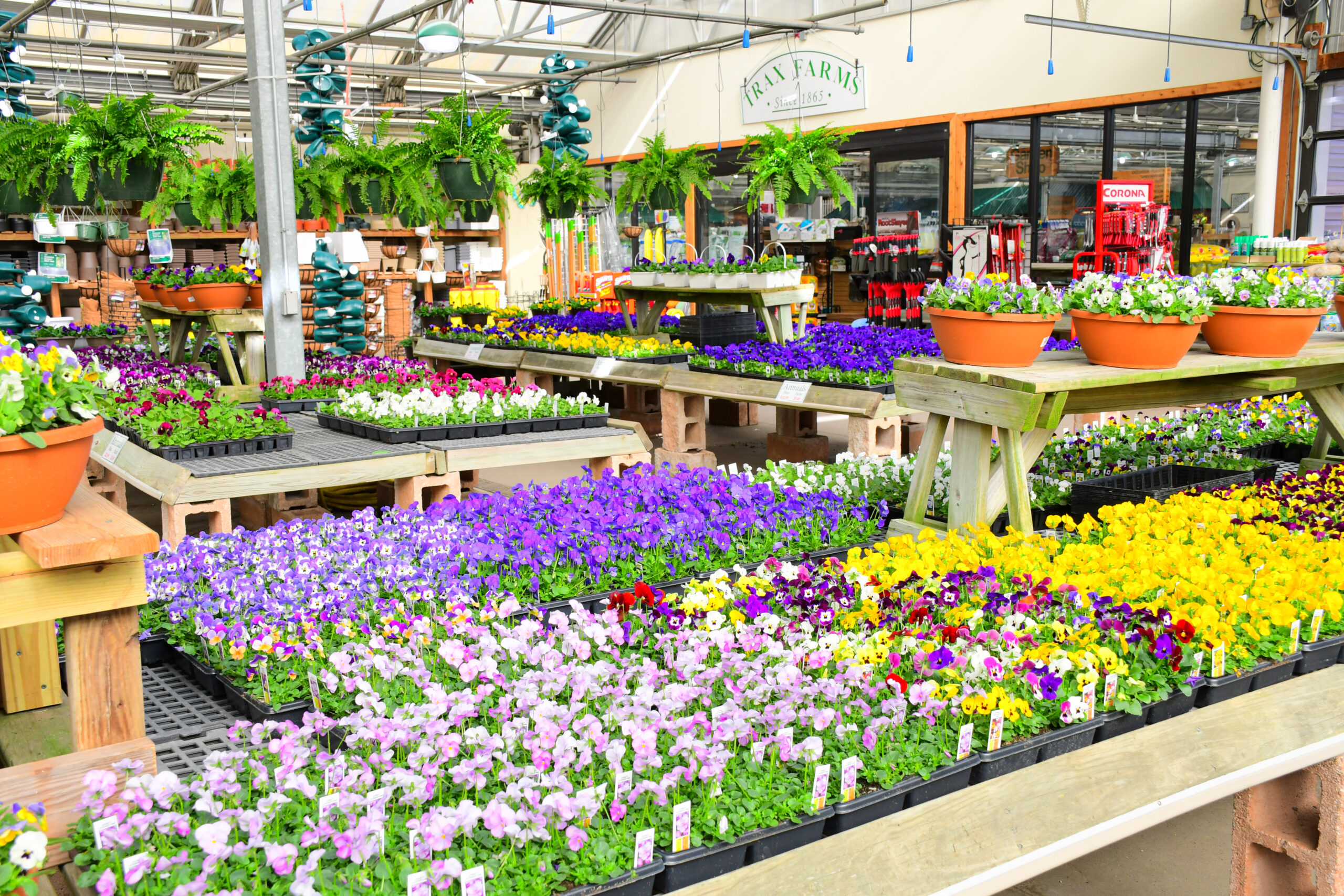 Pansy Mania Sale Trax Farms