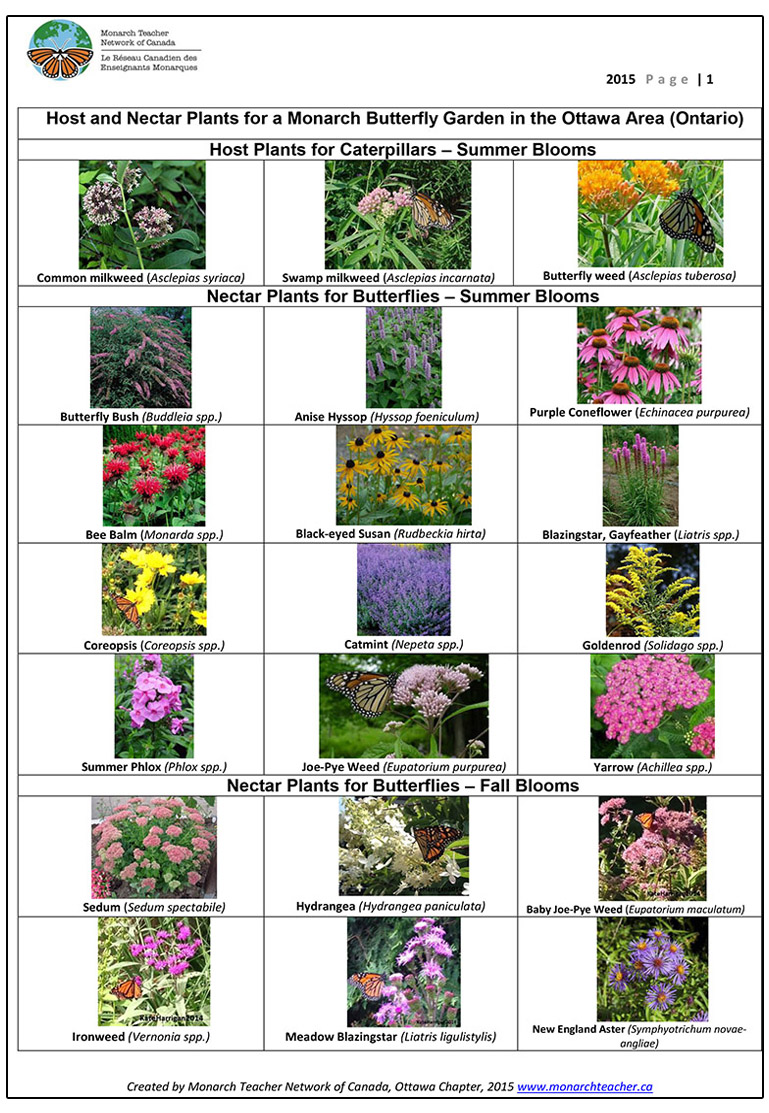 Resources Monarch Teacher Network of Canada Toronto and Region