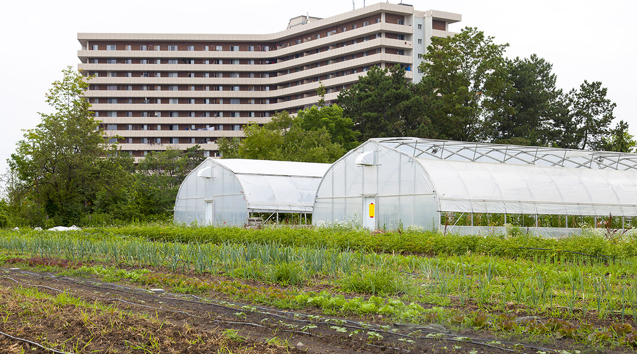 Urban Agriculture Toronto and Region Conservation Authority (TRCA)