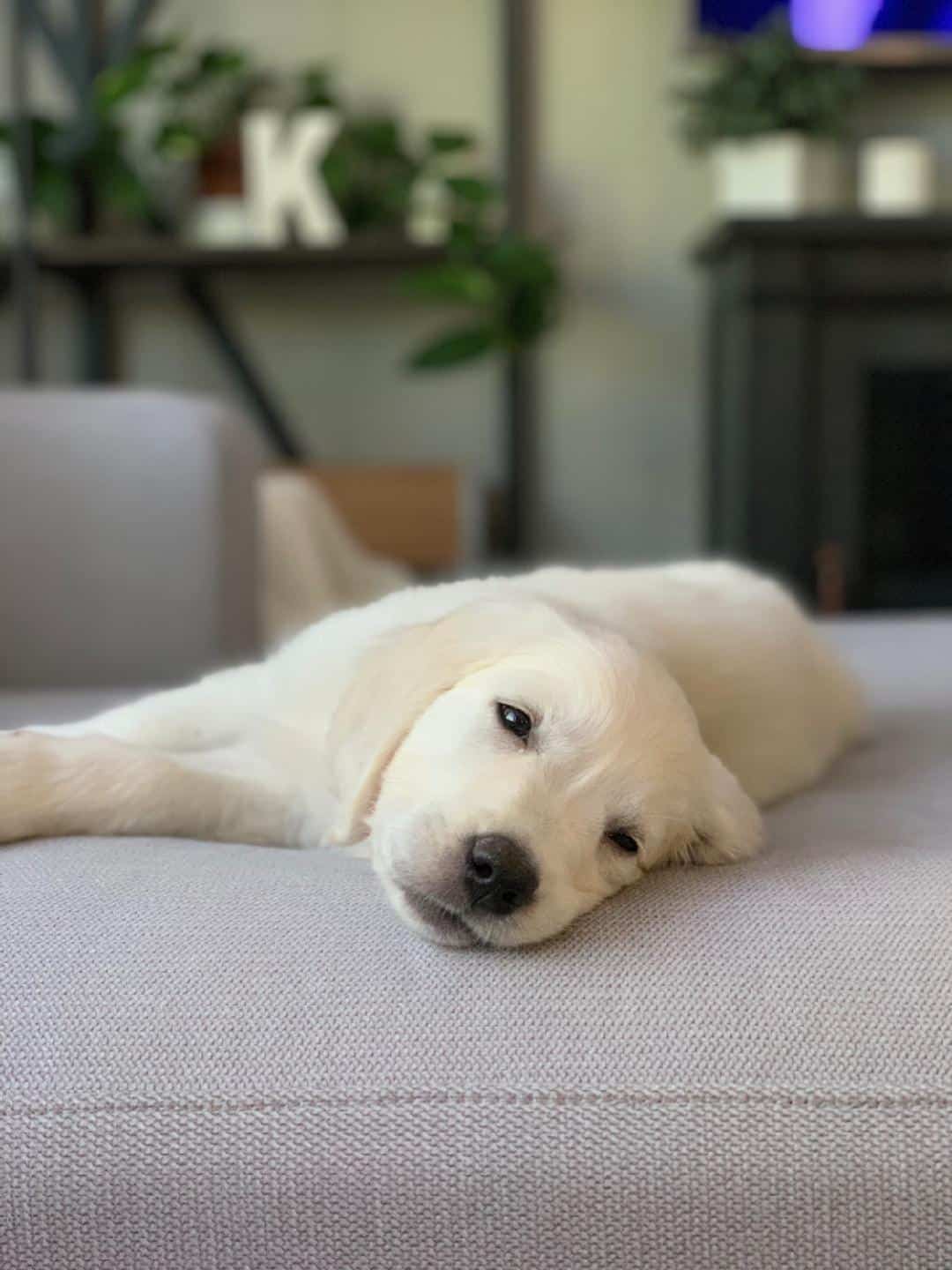 +28 White Golden Retriever Rescue