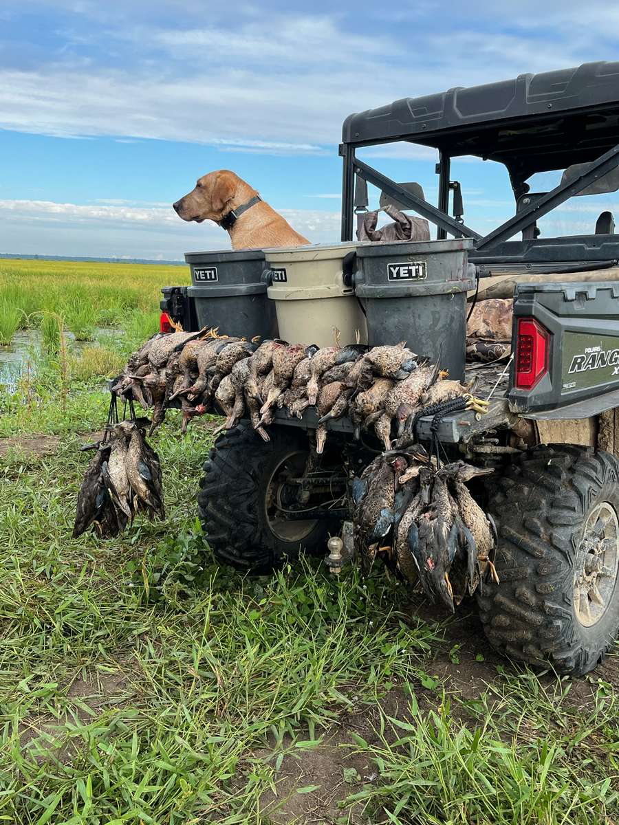 Guided Teal Hunts Missouri Treasure Island Outfitters