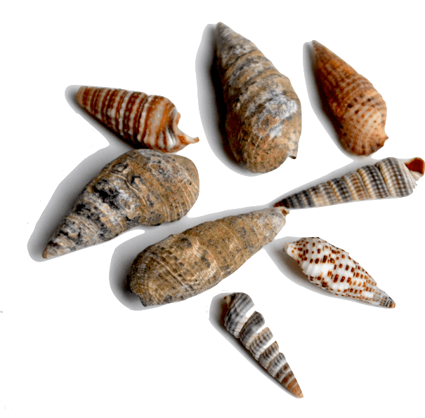 Shell & Fossil Identification Treasure Quest Mining