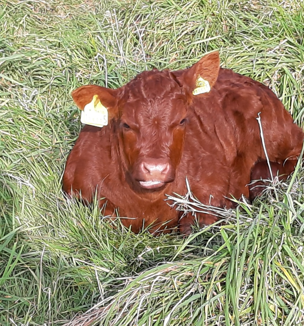 Young calves Treathro Farm & Cottages