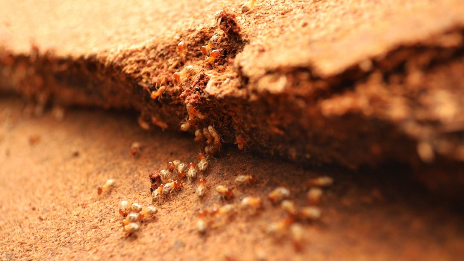 Home Treat Termites