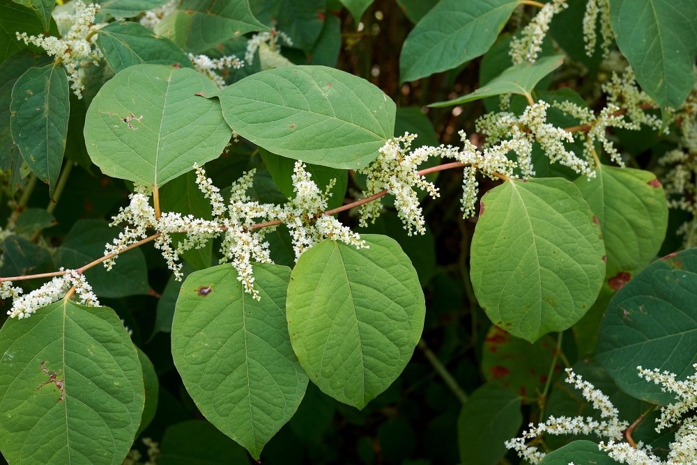 What Is Japanese Knotweed and How to Deal With It