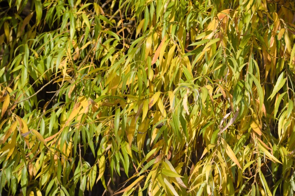 Top 5 FastGrowing Trees for Shade and Privacy