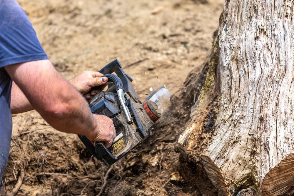 Our Guide to DIY Tree Stump Removal