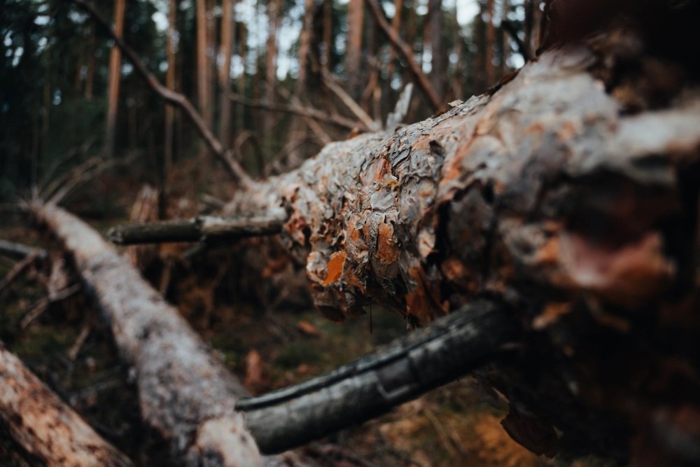 Tree Wise Men Professional Dead Wooding Services Tree Wise Men