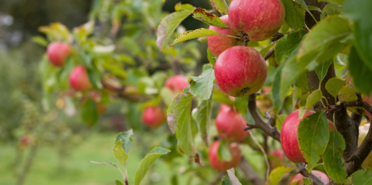 Tree Wise Men The Easiest Fruit Trees to Grow in the UK A Gardener's