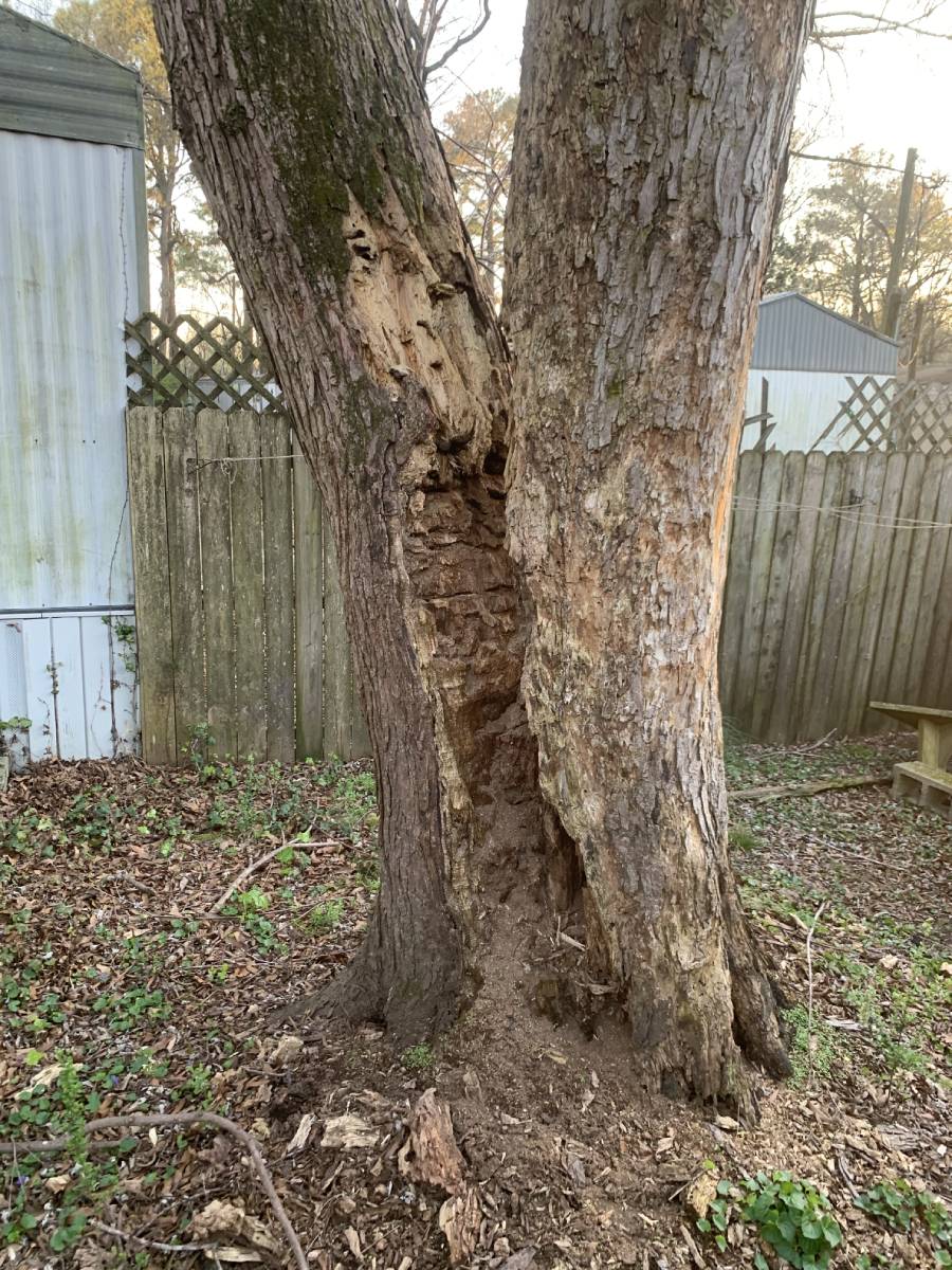 Reliable tree removal in Tunnel Hill, GA, 30755