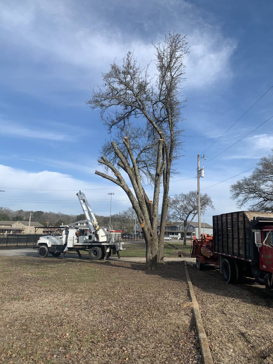 Reliable tree removal in Tunnel Hill, GA, 30755