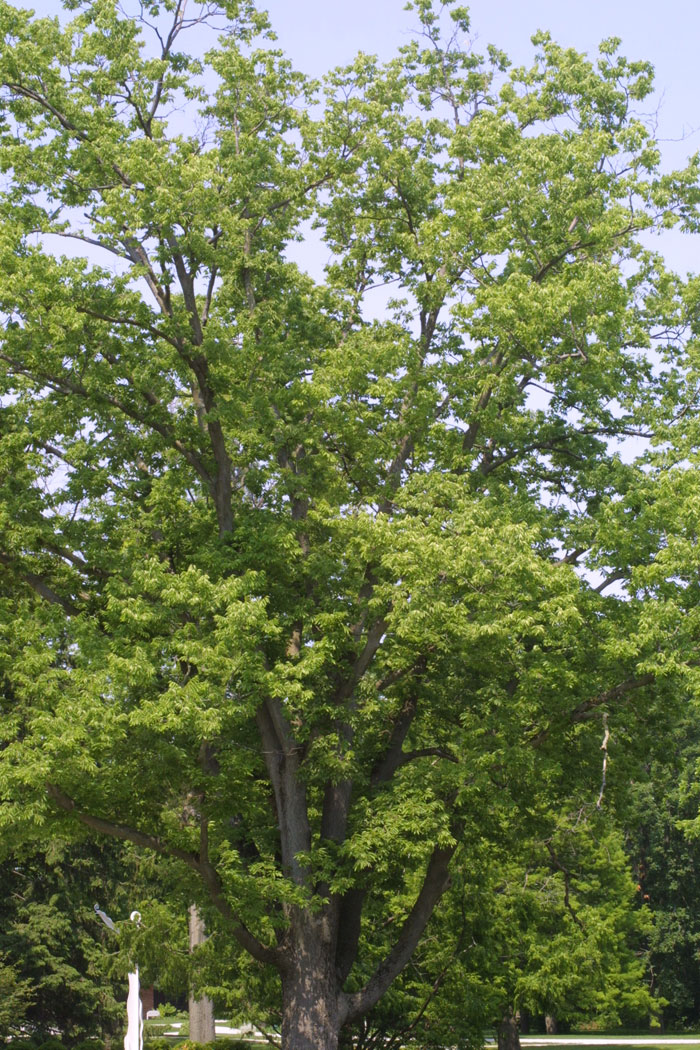 Hackberry Tree Pictures