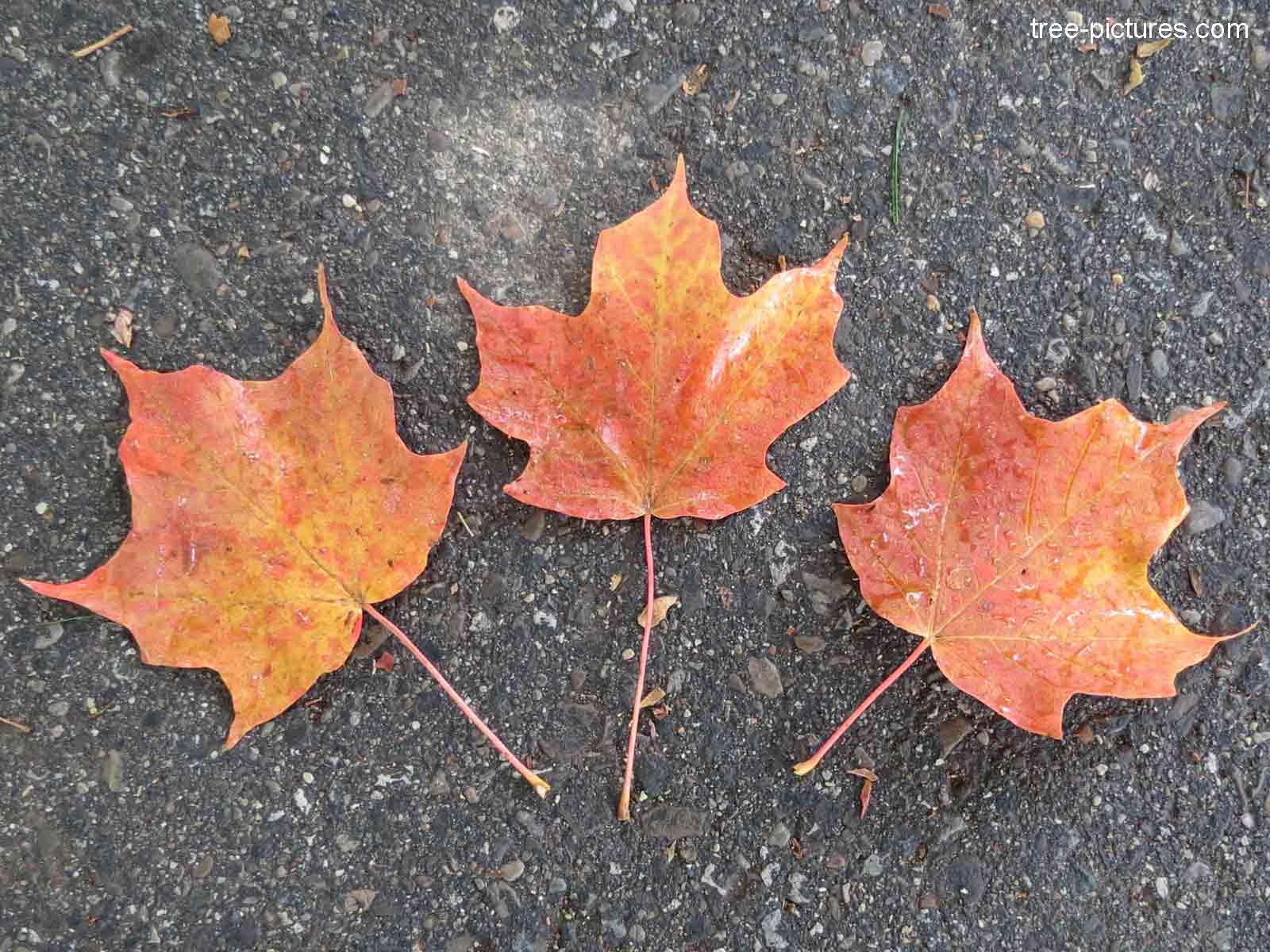 Maple Tree Leaves Picture