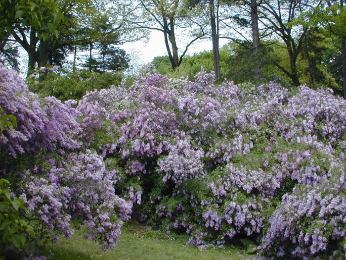 Lilac Tree Pictures, Photos, Images