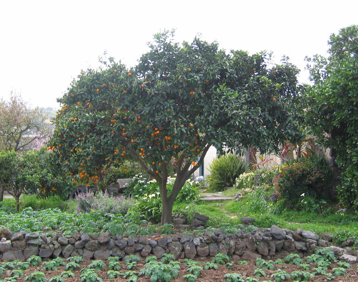 Orange Tree Pictures