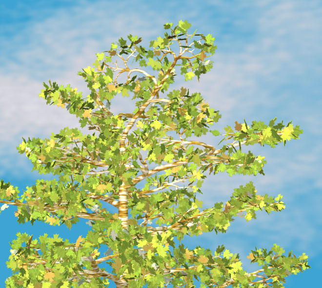 Sycamore Tree Photos, Pictures, Images, Facts on Platanus occidentalis