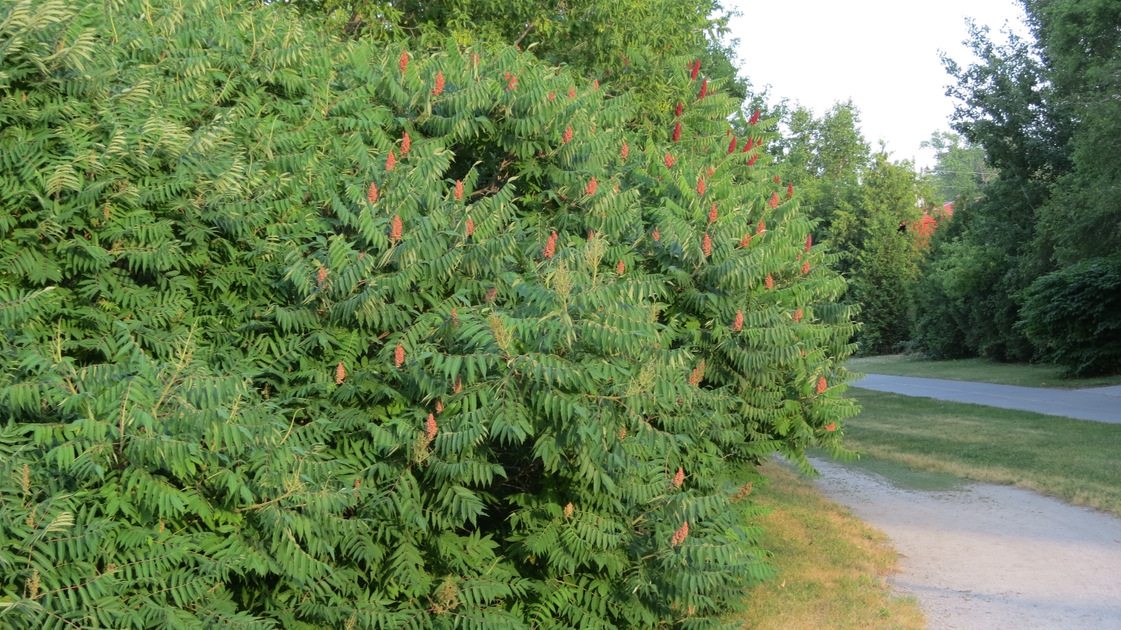 Sumac Tree Tree Pictures BLog