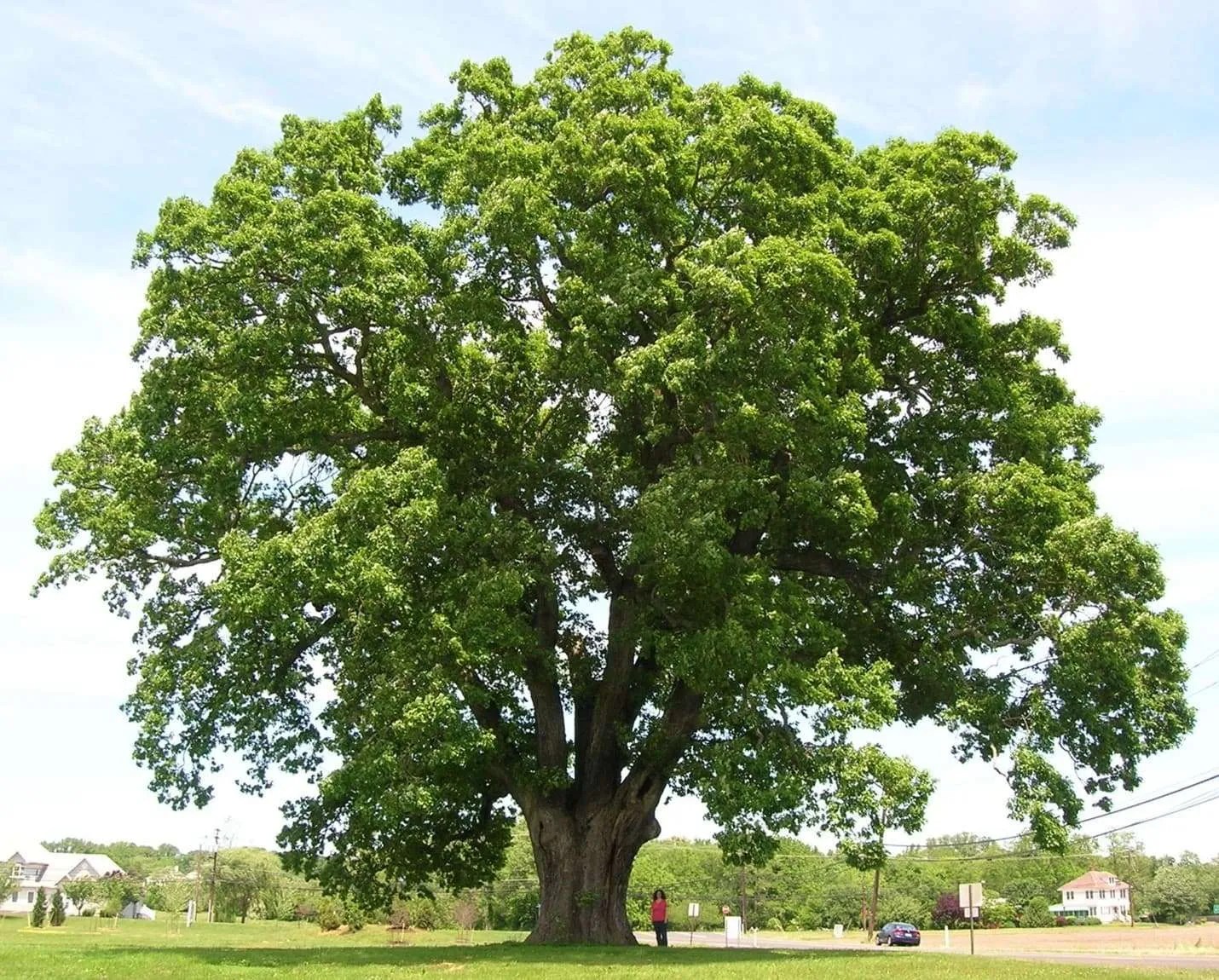 Types Of Hardwood Trees