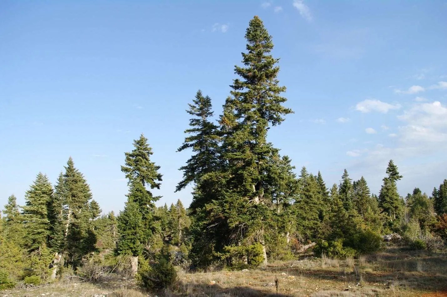 Fir Trees (Abies) The Best Facts You Want to Know Tree Secrets
