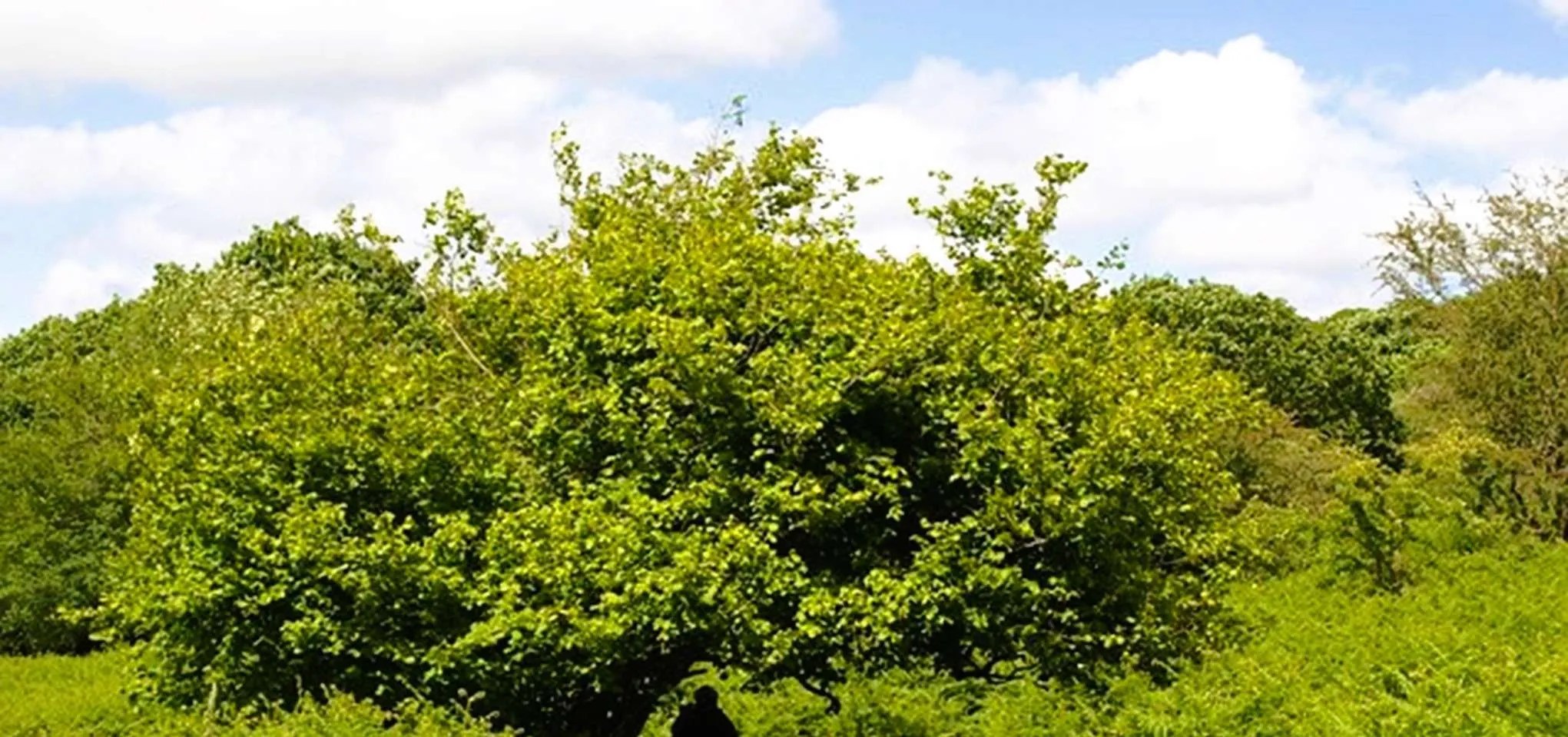 What are the Most Common Hardwood Trees? Tree Secrets