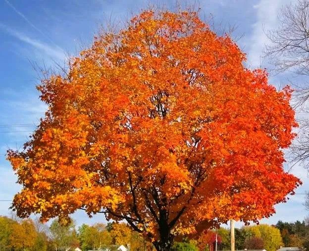 Acer & Maple Trees (Acer) Tree Secrets