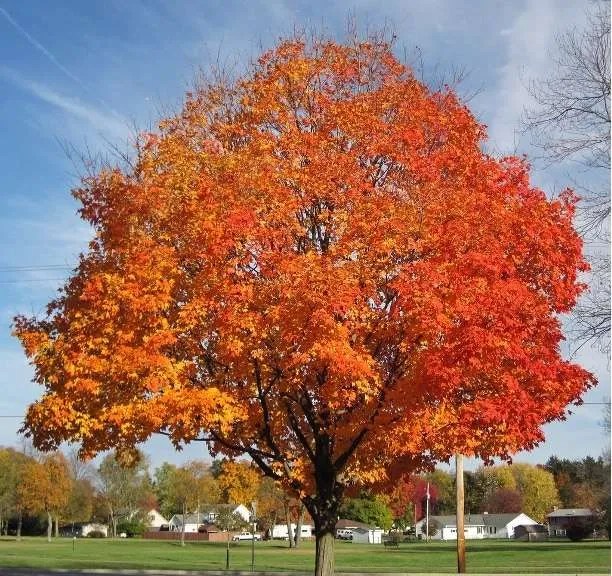 Which Trees Produce the Most Oxygen Tree Secrets