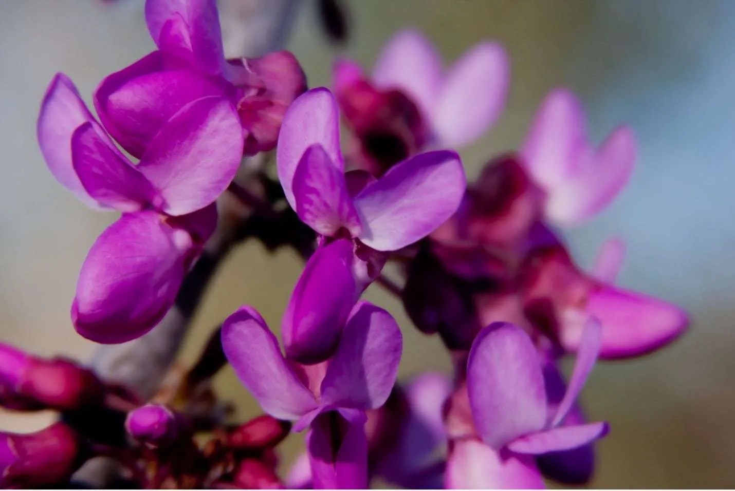 What Trees Bloom in Spring Tree Secrets