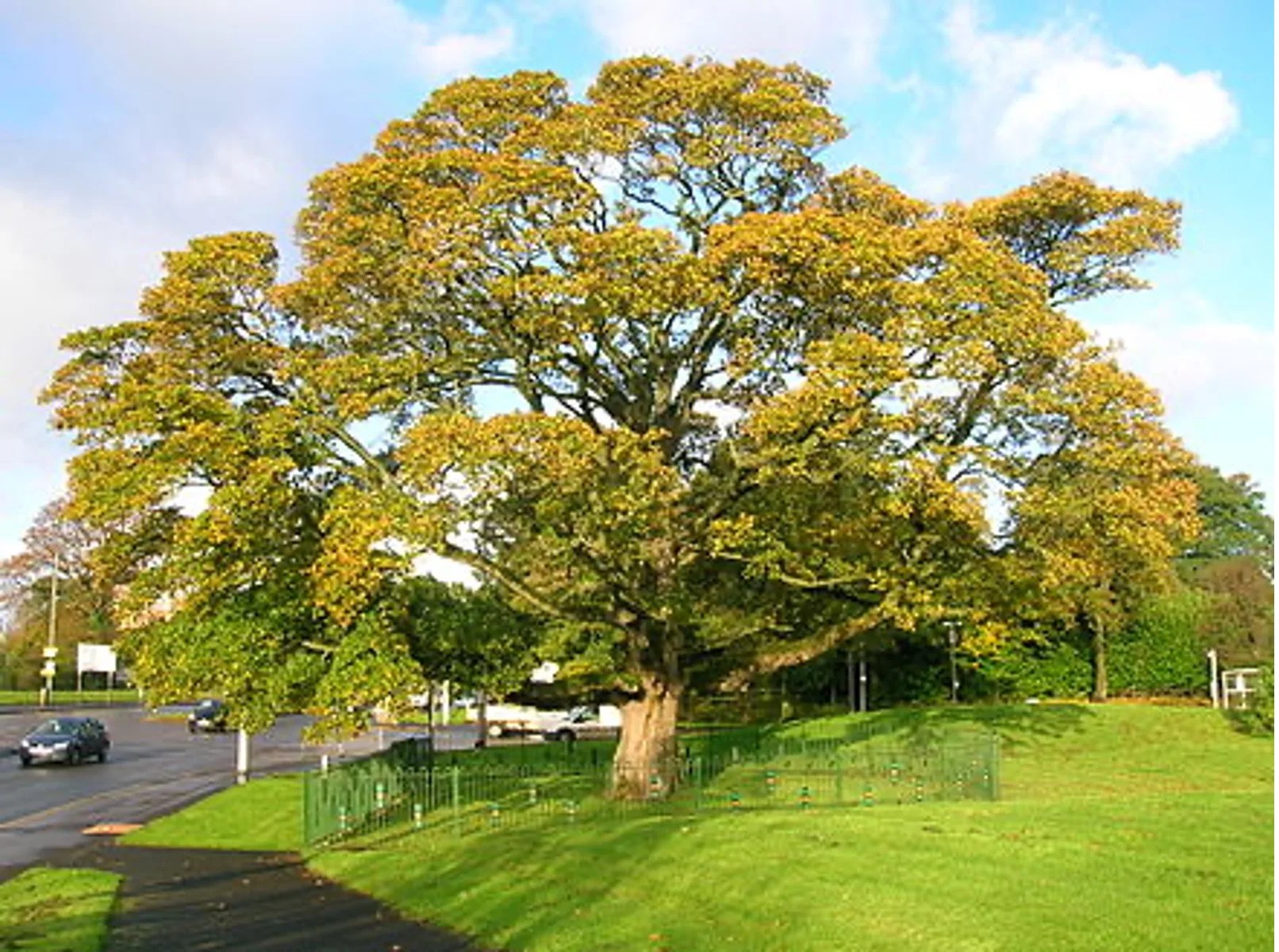 What Trees Do You Find Most in California? Tree Secrets