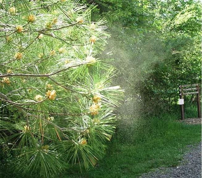 What Trees Produce the Most Pollen? Tree Secrets