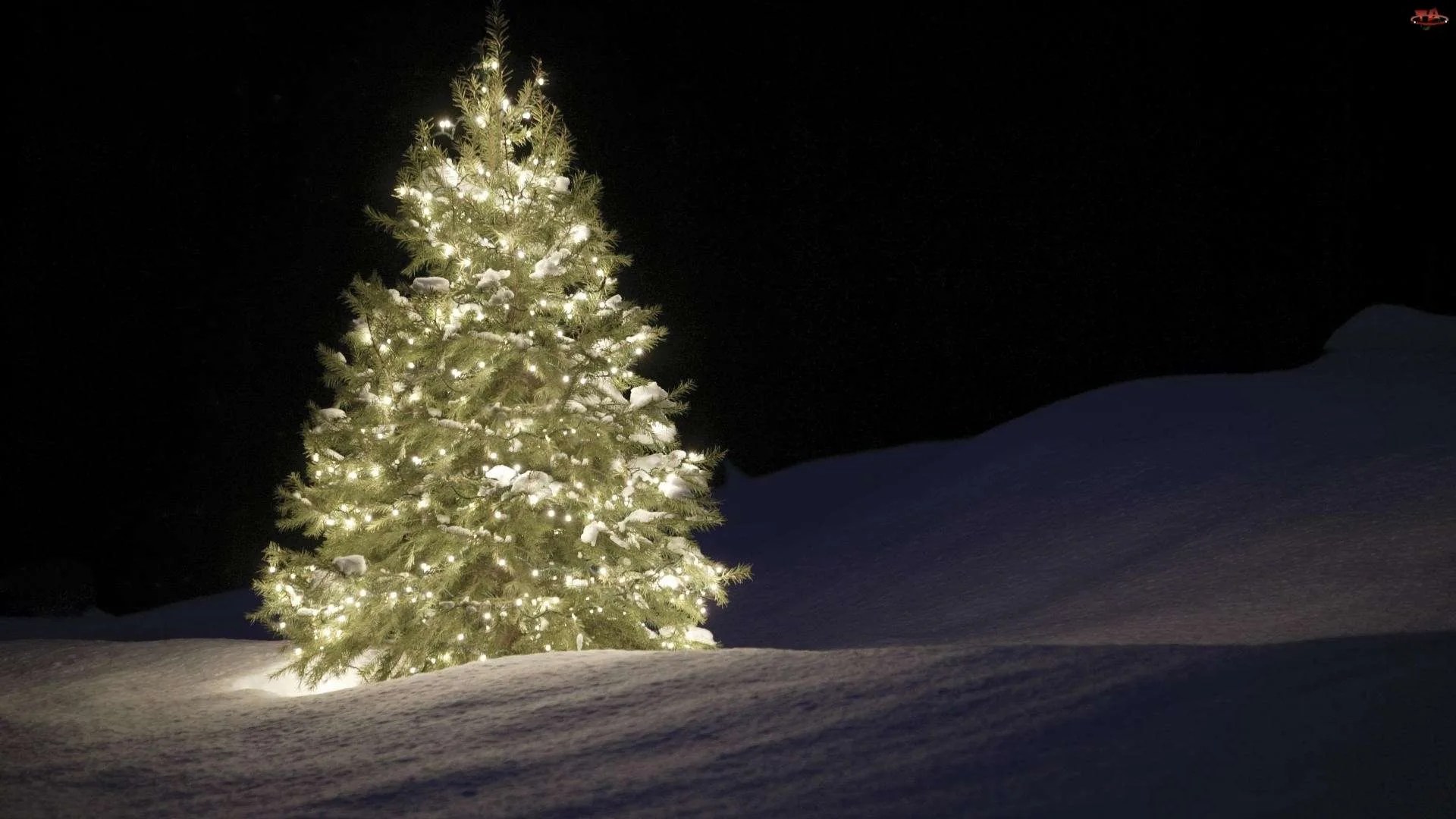 What is the Best Christmas Tree to Buy? Tree Secrets