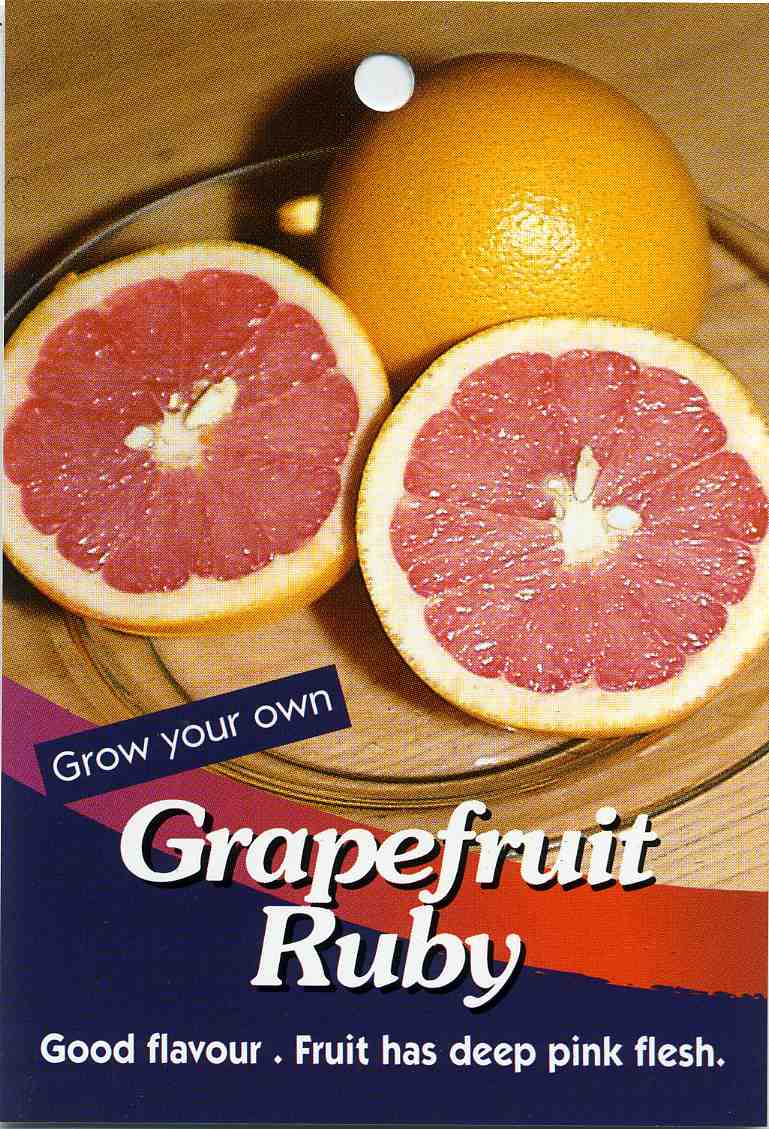 Grapefruit Ruby Buy Grapefruit Good Flavour. Fruit Has Deep Pink