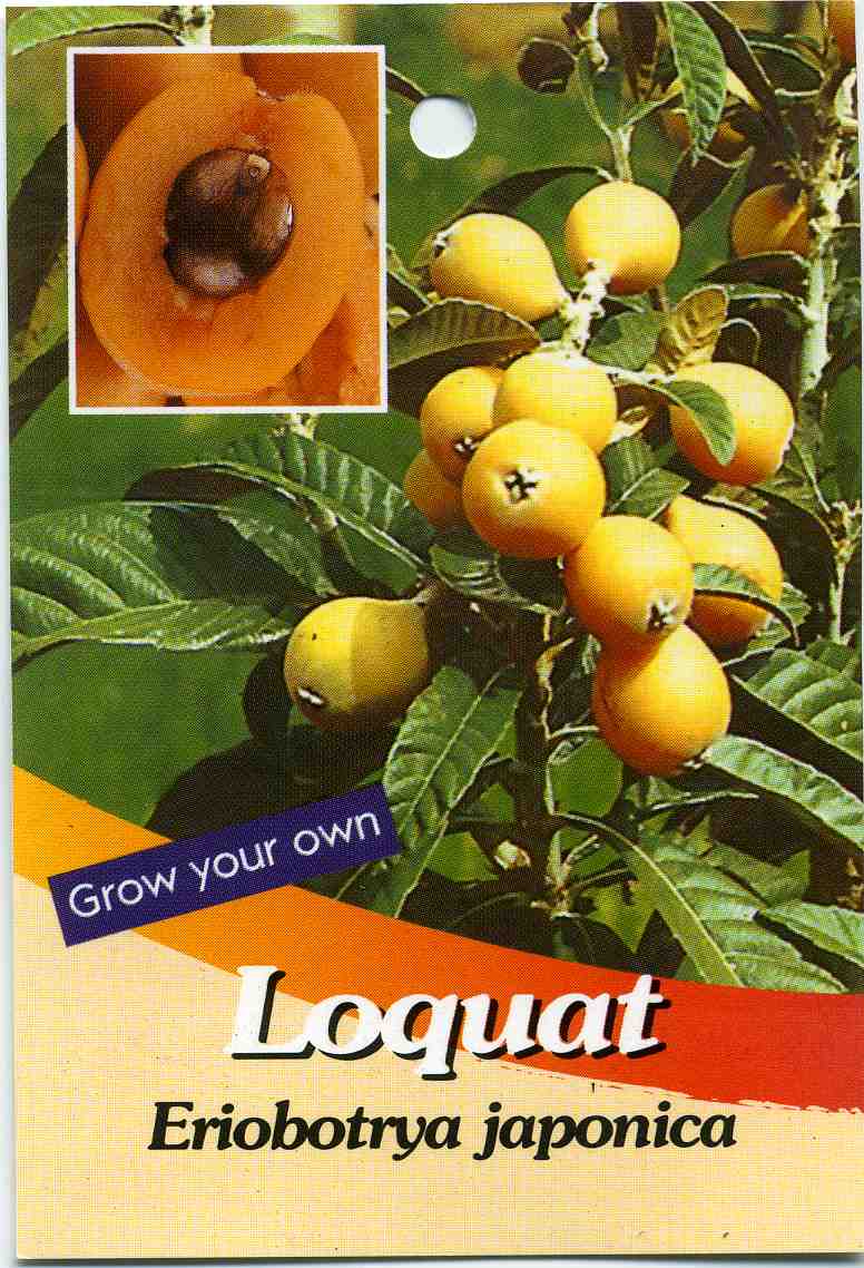 Loquat Eriobotrya Japonica Buy Loquat Evergreen Tree, 26m Tall