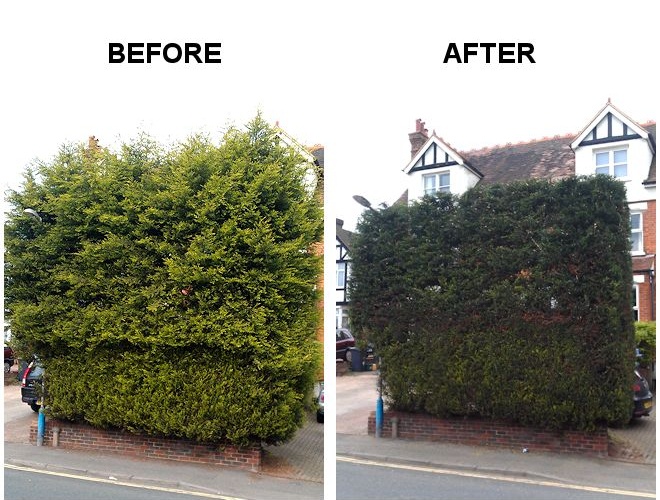 Hedging TreeAbility before and after
