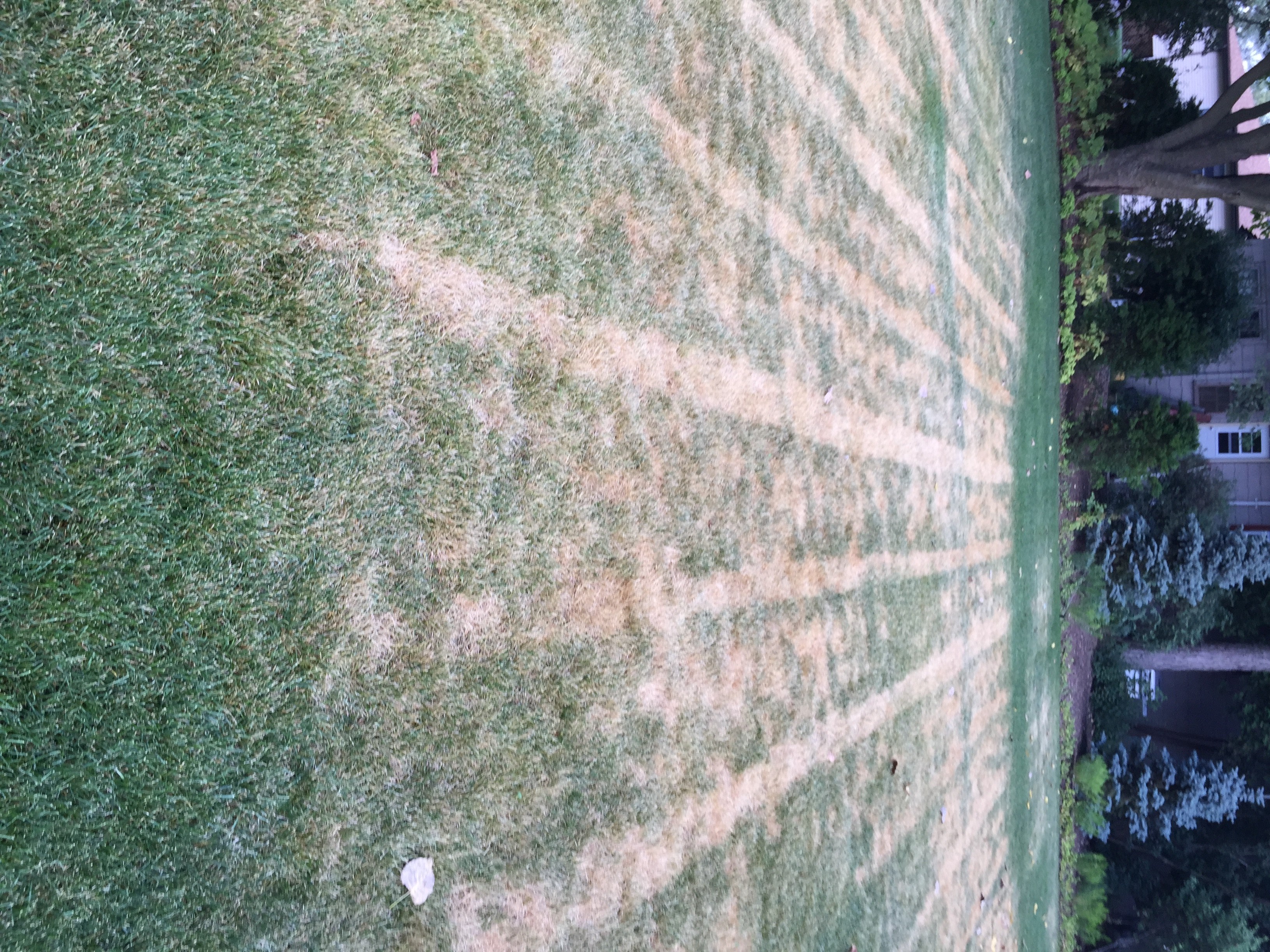 Lawn Maintenance Tree & Turf Professionals, Inc.