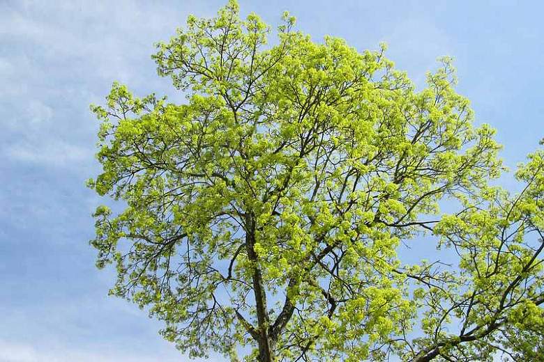 20 Different Types of Maple Trees