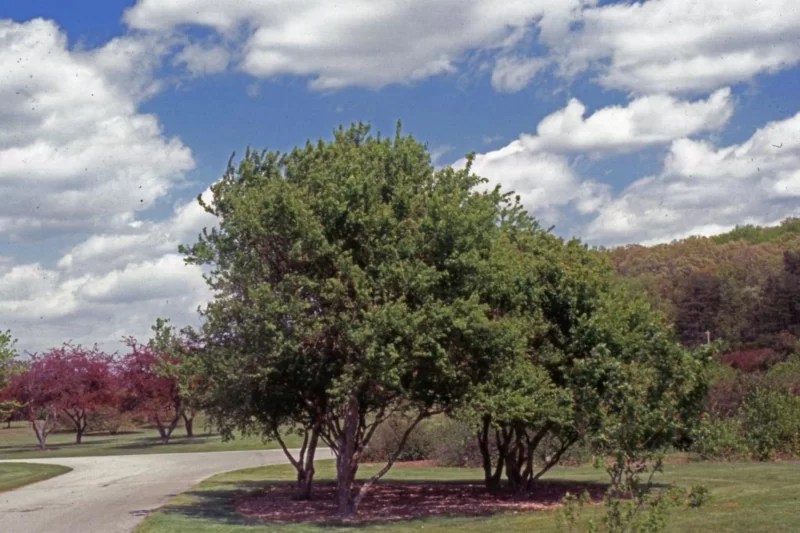 20 Different Types of Maple Trees