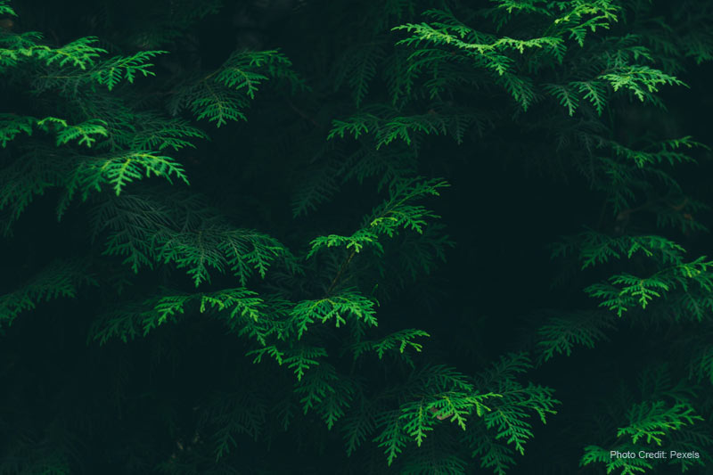 Purchased a New Home? Identify Invasive Trees or Plants