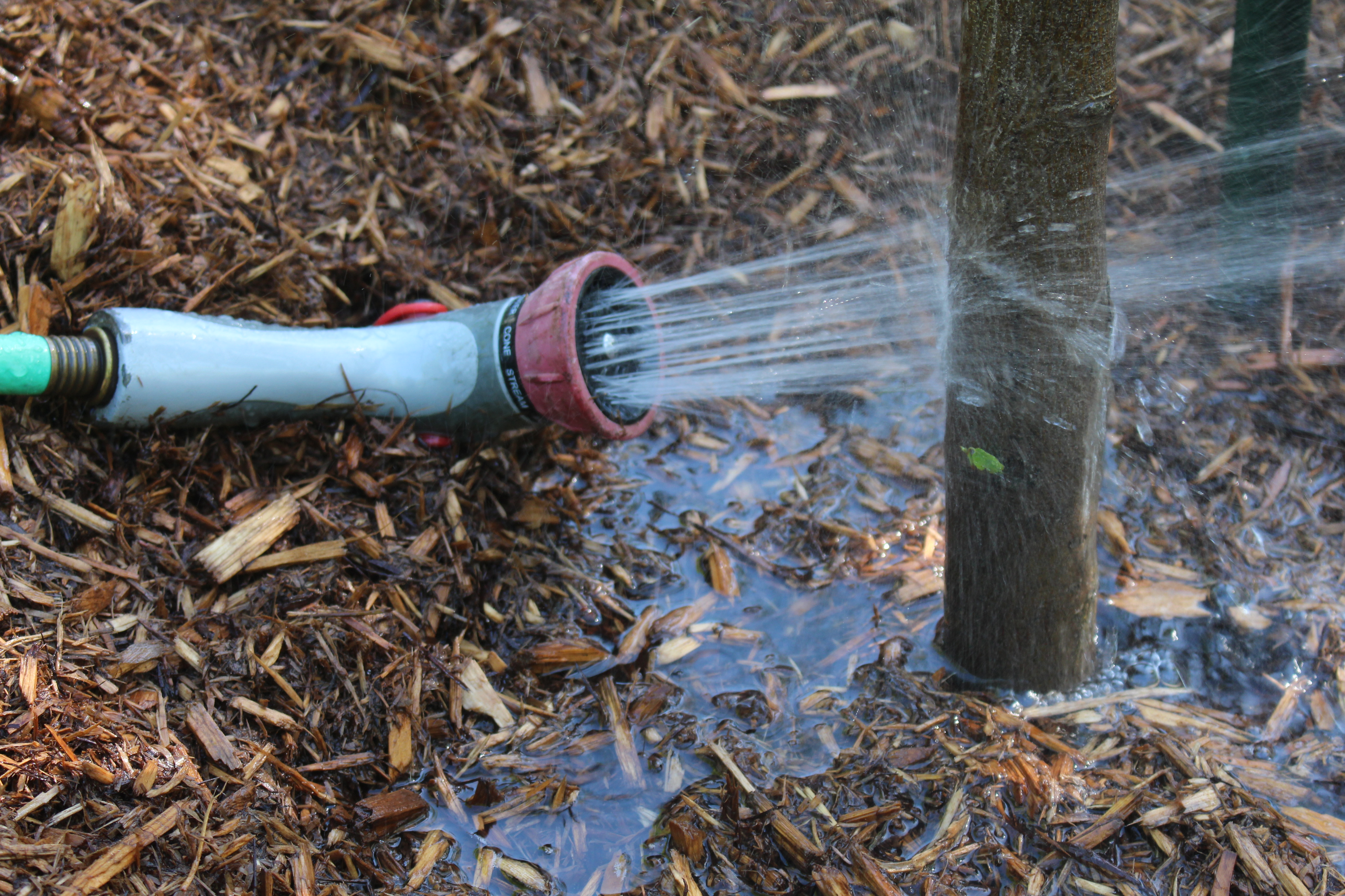 Tree Planting Guide Tree Canada