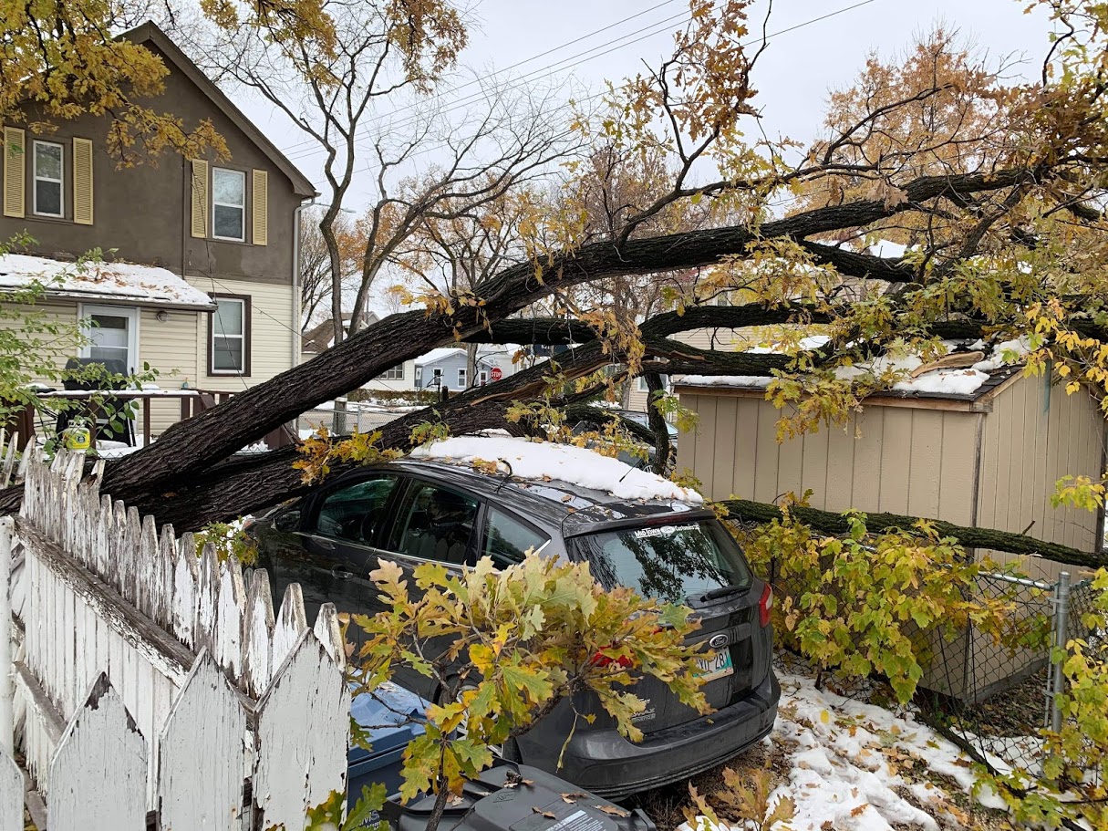 What qualifies as essential tree care a timely update from the