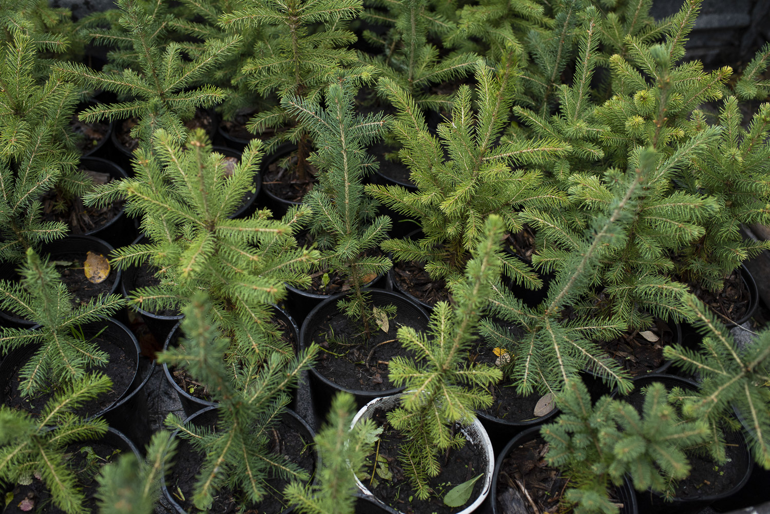Telpay Employees Plant Trees at Elzéar Goulet Park as Part of