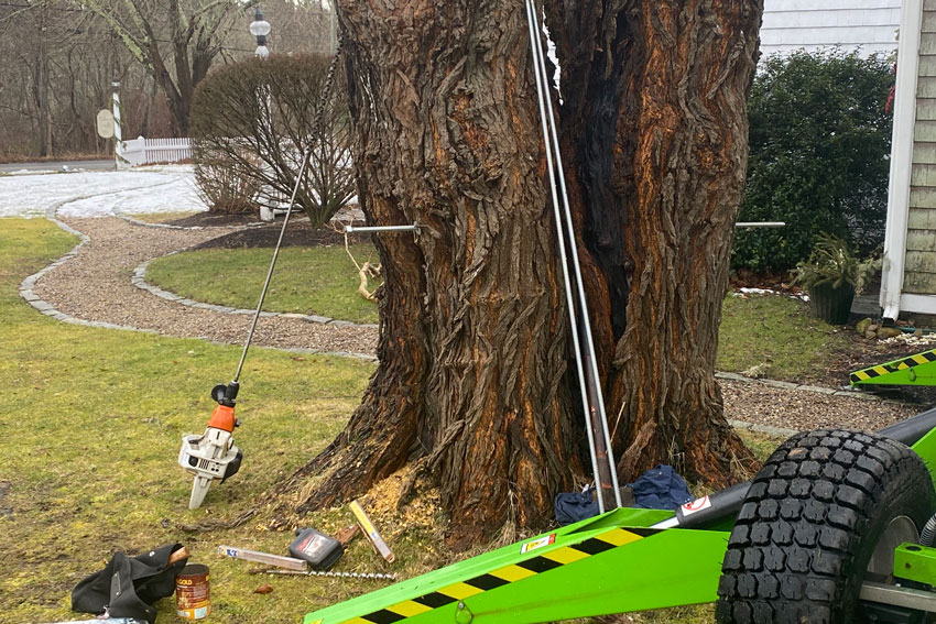 Cabling & Bracing Comolli Tree & Crane Certified Arborists & Tree