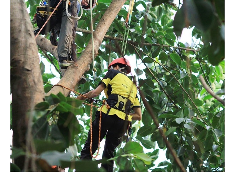 Fort Worth Tree Services Fort Worth, Texas TreeCareHQ